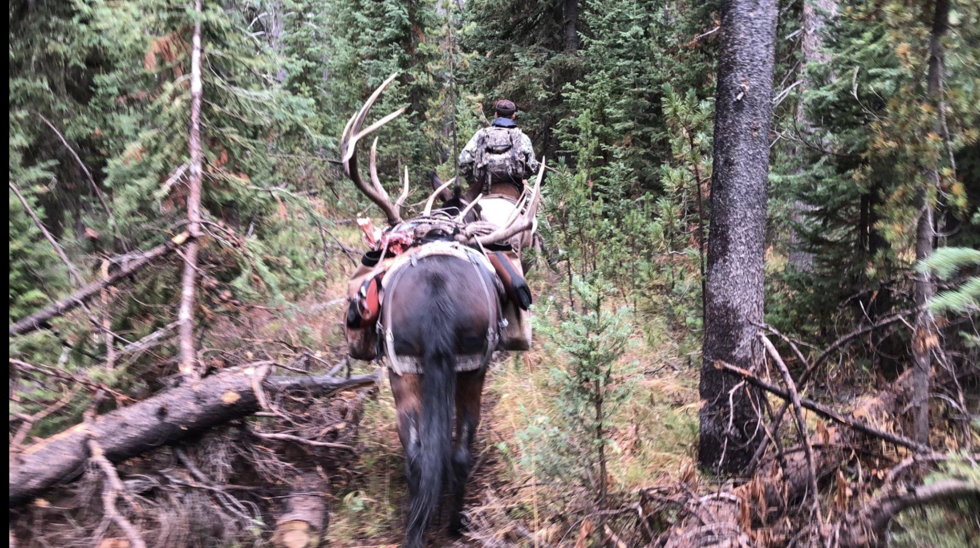 Wyoming Trophy Elk
