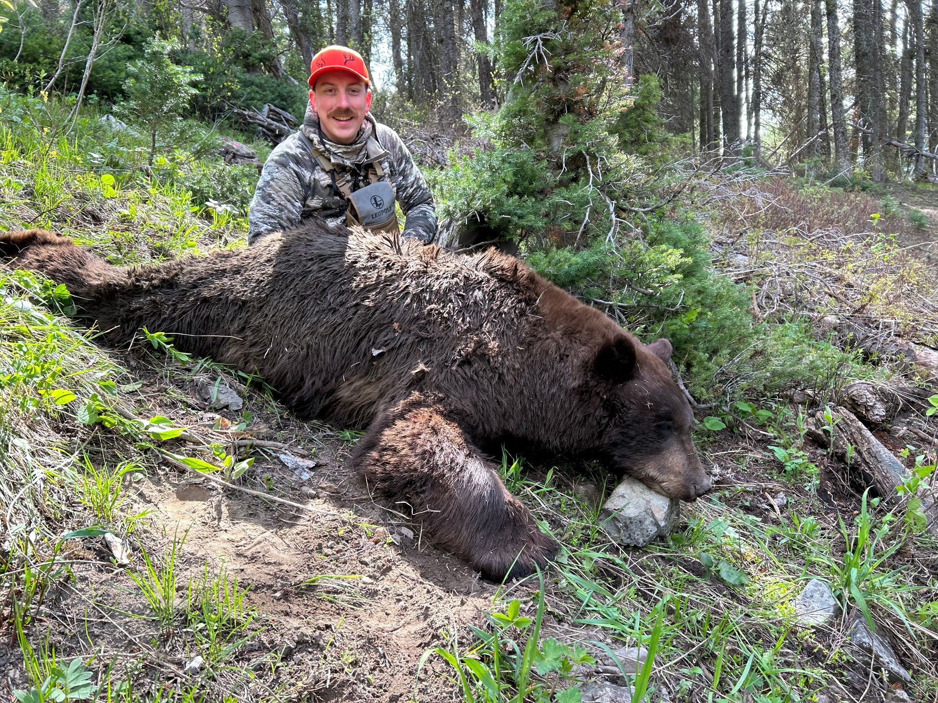 Wyoming spring black bear hunt