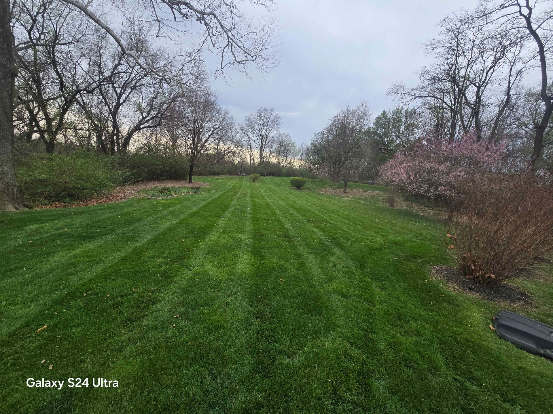 Grassy orchard path lined with bare trees under a cloudy sky