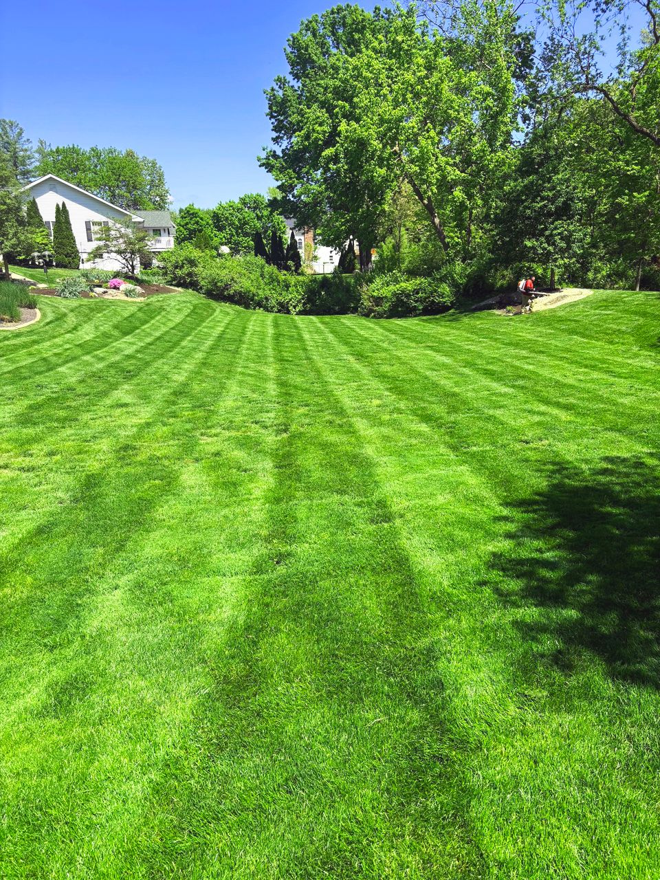 Lush green lawn mowed with stripes, leading toward a house and trees under a clear blue sky.