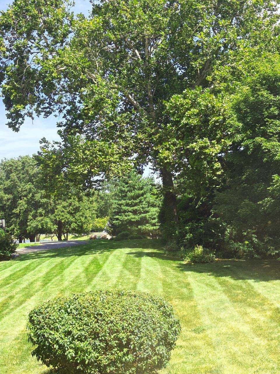 Lawn with striped grass, lush green trees, and a trimmed bush on a sunny day.
