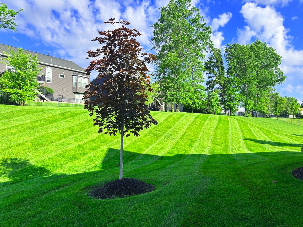 Lush green lawn with striped mowing pattern, small tree, and trees in the background under a blue sky.