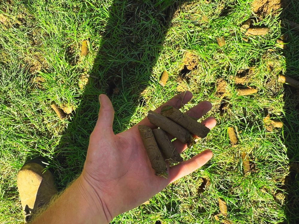 Hand holding several soil cores on a green lawn with more cores scattered around, sunny day.