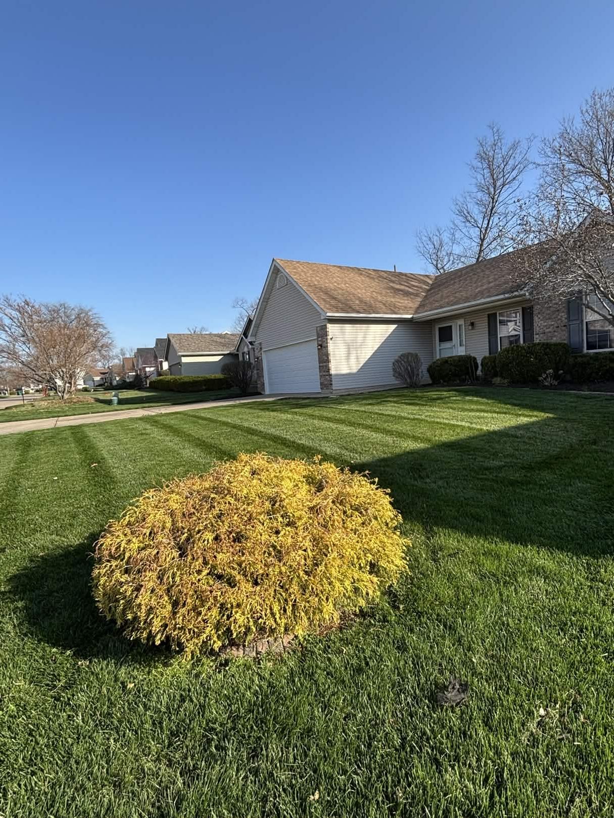 Suburban yard with a small yellow shrub, green lawn, and a house under a clear blue sky
