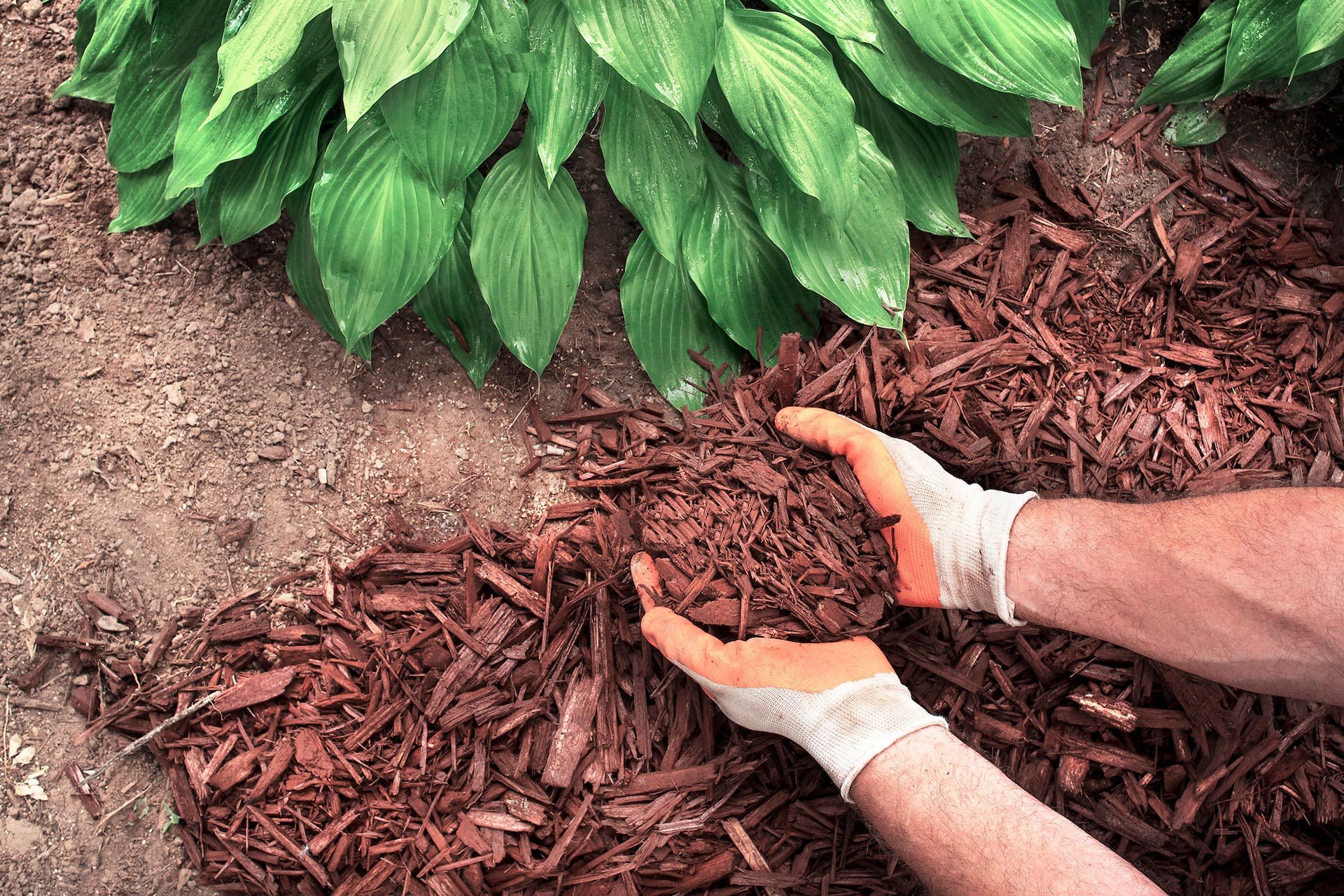 Person wearing gloves holds reddish-brown mulch near green plants and soil.