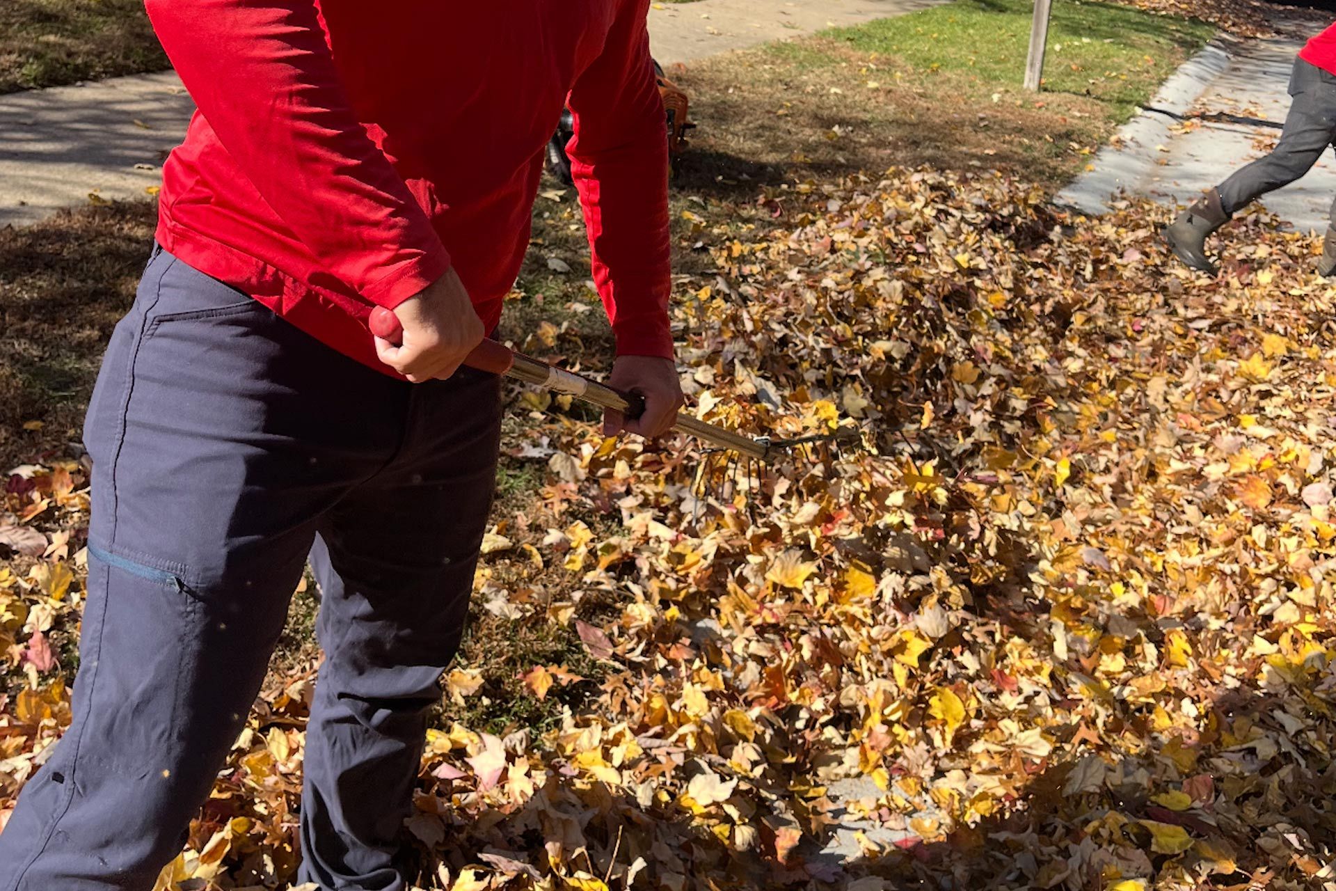 Person in red jacket and blue pants raking leaves on a sunny day.