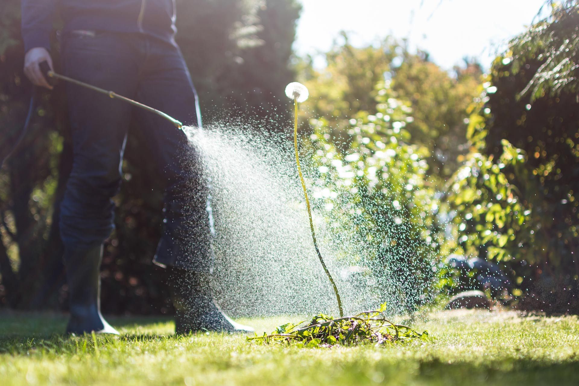 Person sprays water on weeds in a grassy yard, sunlit, with blurred green foliage in the background.