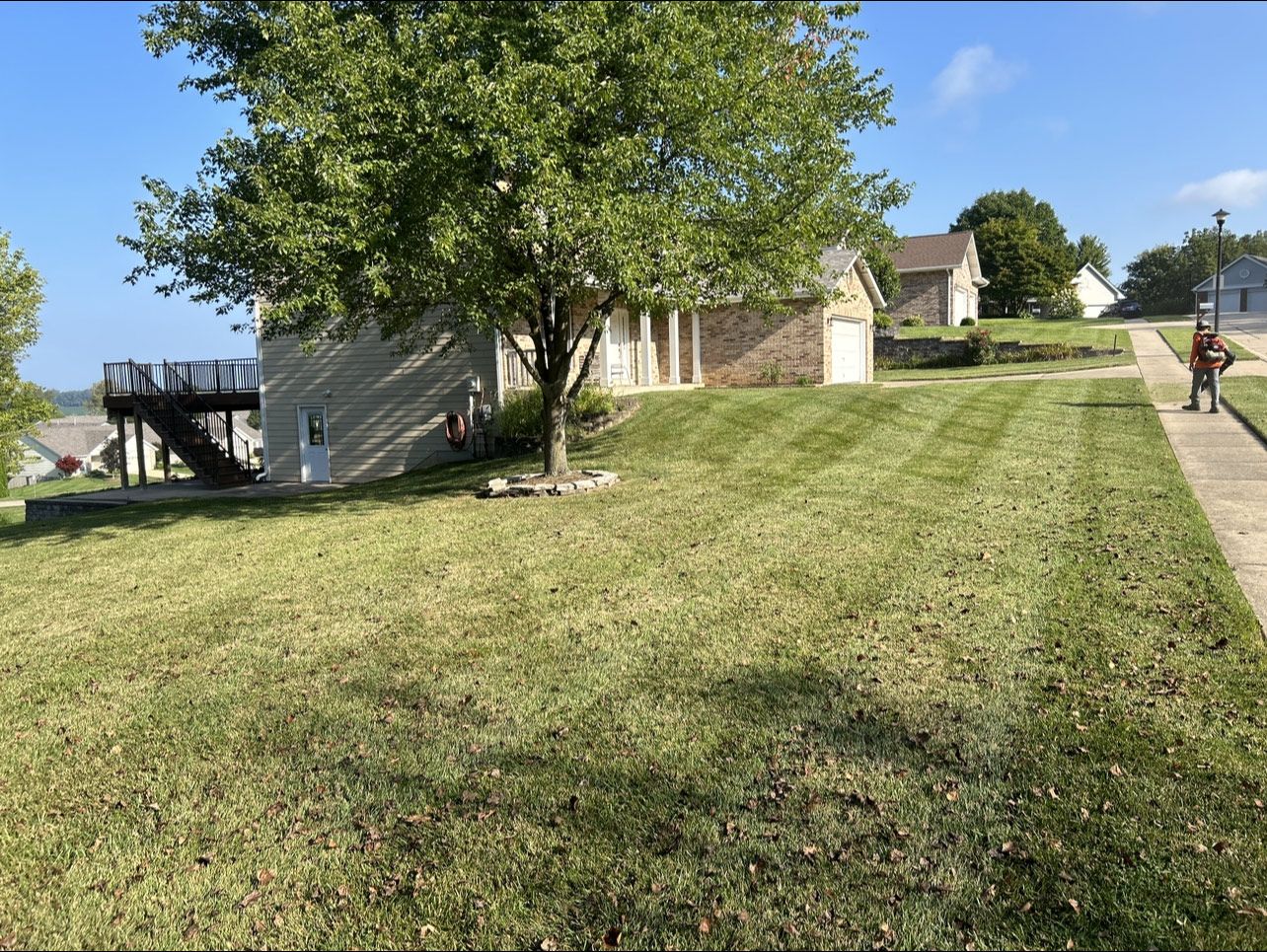 Lawn mowed with stripes, tree, house, sunny day, person with trimmer on sidewalk.
