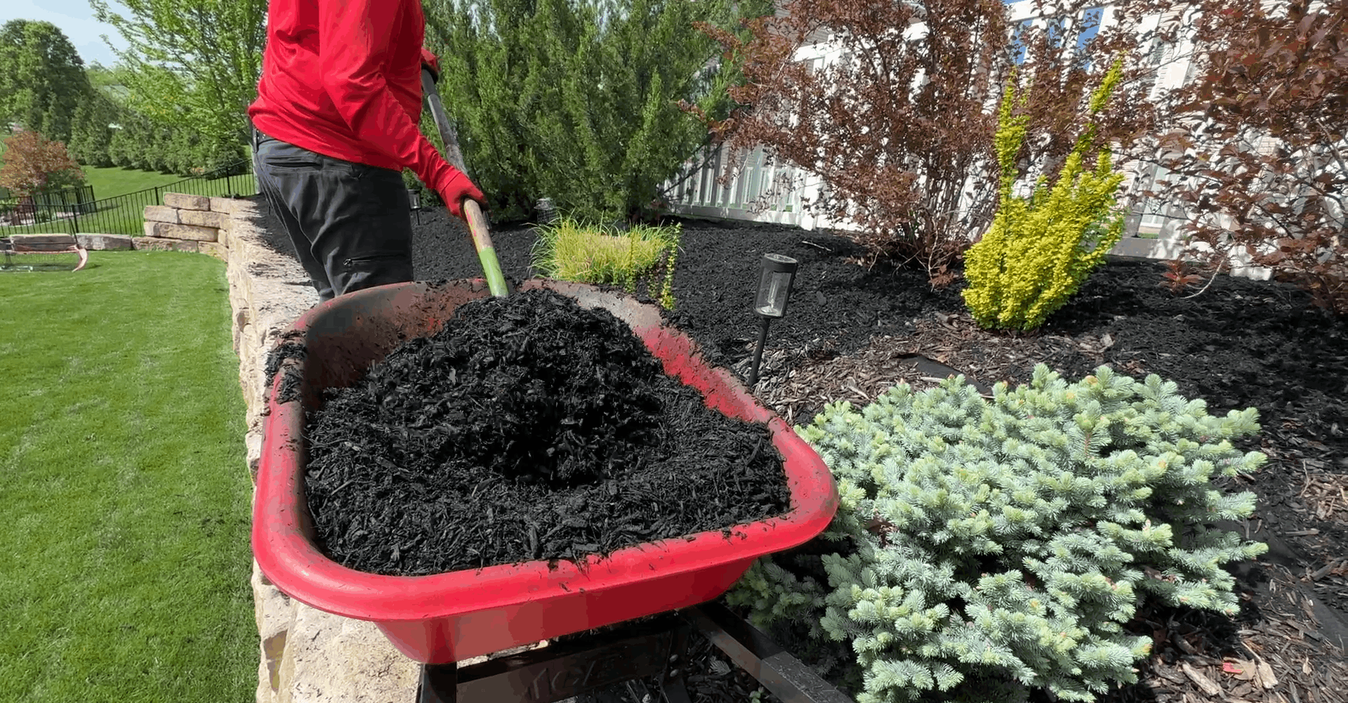 Person in red shirt shoveling black mulch from a wheelbarrow in a garden bed.