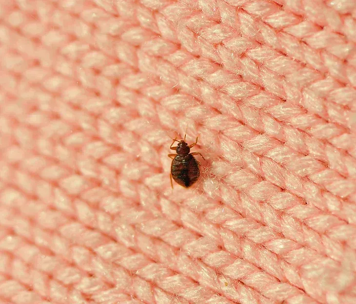 Bed Bug Furniture Removal for Destin Vacation Rentals | 850 Junk Removal