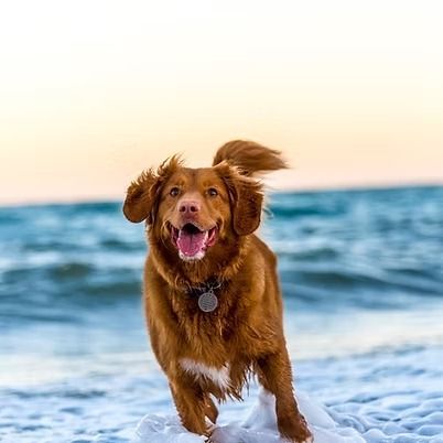 Brown dog running on a snowy beach with ocean waves behind it at sunset