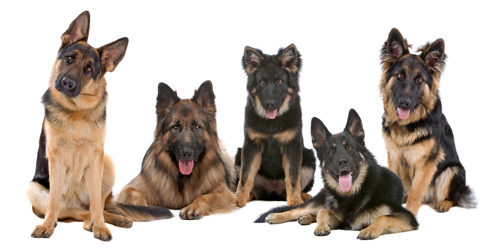 German Shepherd Breeder in Sacramento, CA German Shepherd Breeder in Sacramento, CA