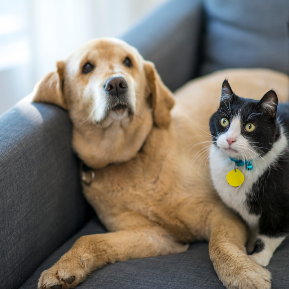 A cat and dog cuddling together on a couch.