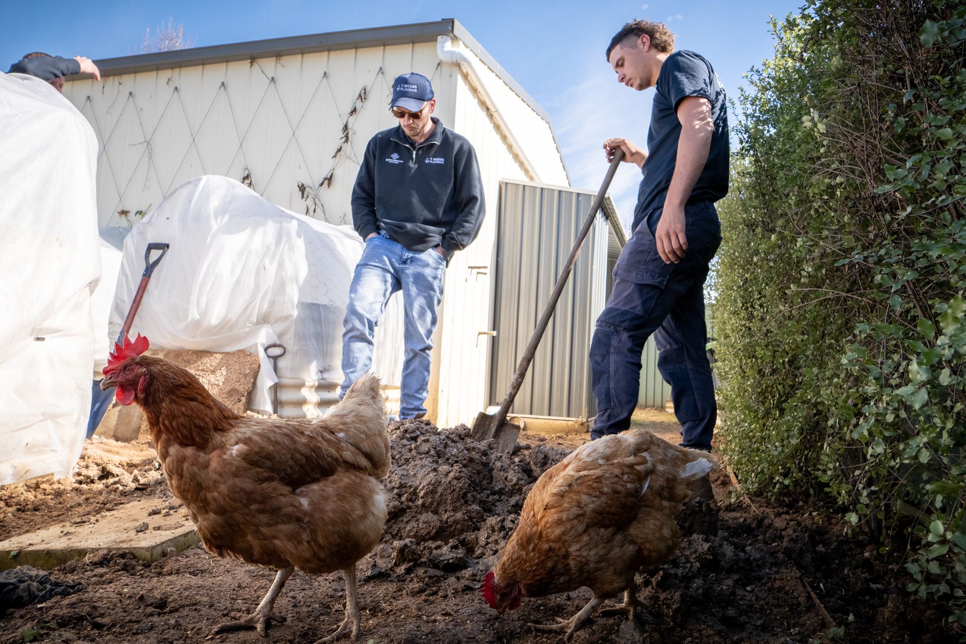 Two workers tending chickens in a backyard beside a shed and bushes — T. Woods Plumbing in Bathurst, NSW