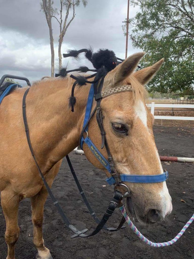 Tan horse in blue tack, looking down, outdoors. Braided hair on poll.