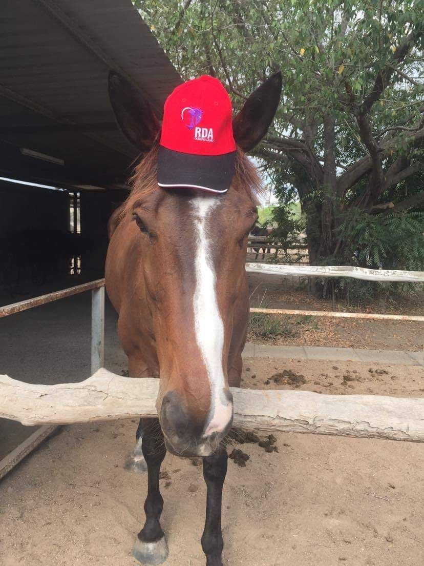 Horse wearing a red baseball cap, looking at the camera. Brown coat, white blaze. Outdoor stable setting.