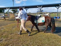 Person leading a pony wearing a saddle in a fenced outdoor area.