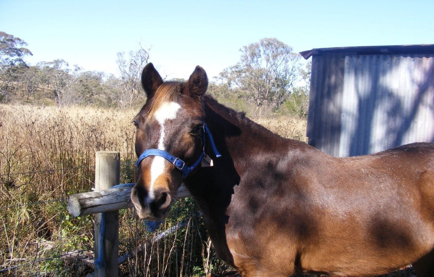 Brown horse with white blaze wearing a blue halter, standing next to a wooden fence on a sunny day.