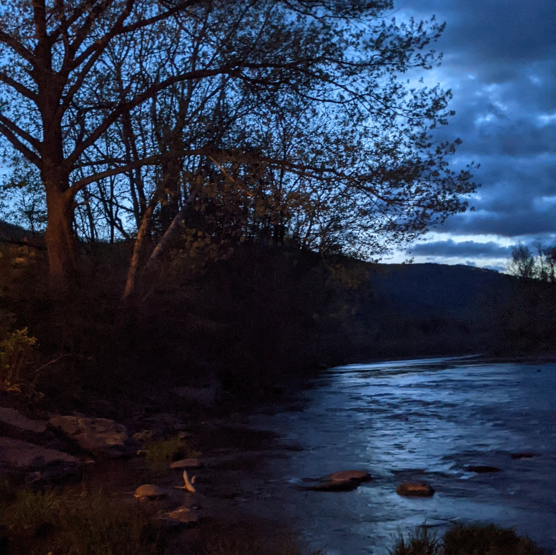 Beautiful image of foliage and creek at night
