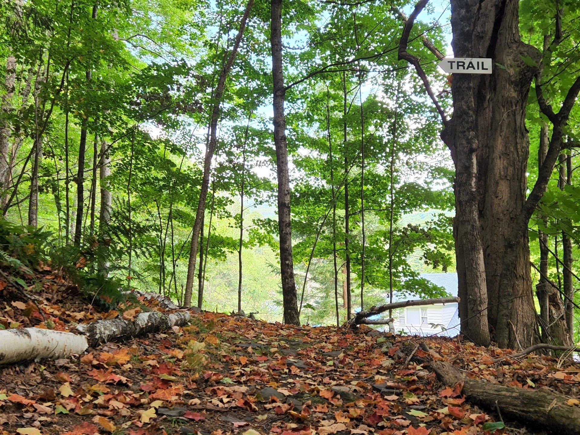The woods covered in fallen leaves