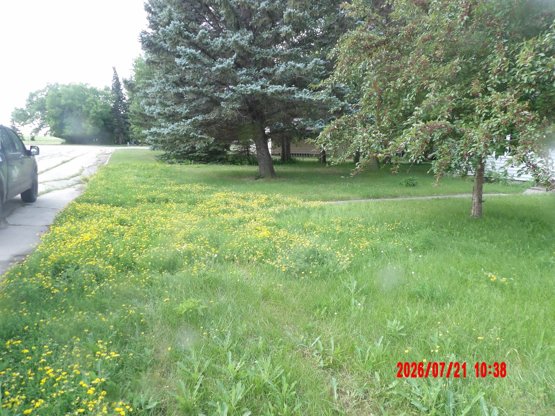 Grassy roadside with yellow wildflowers, trees, and a parked car on the left.