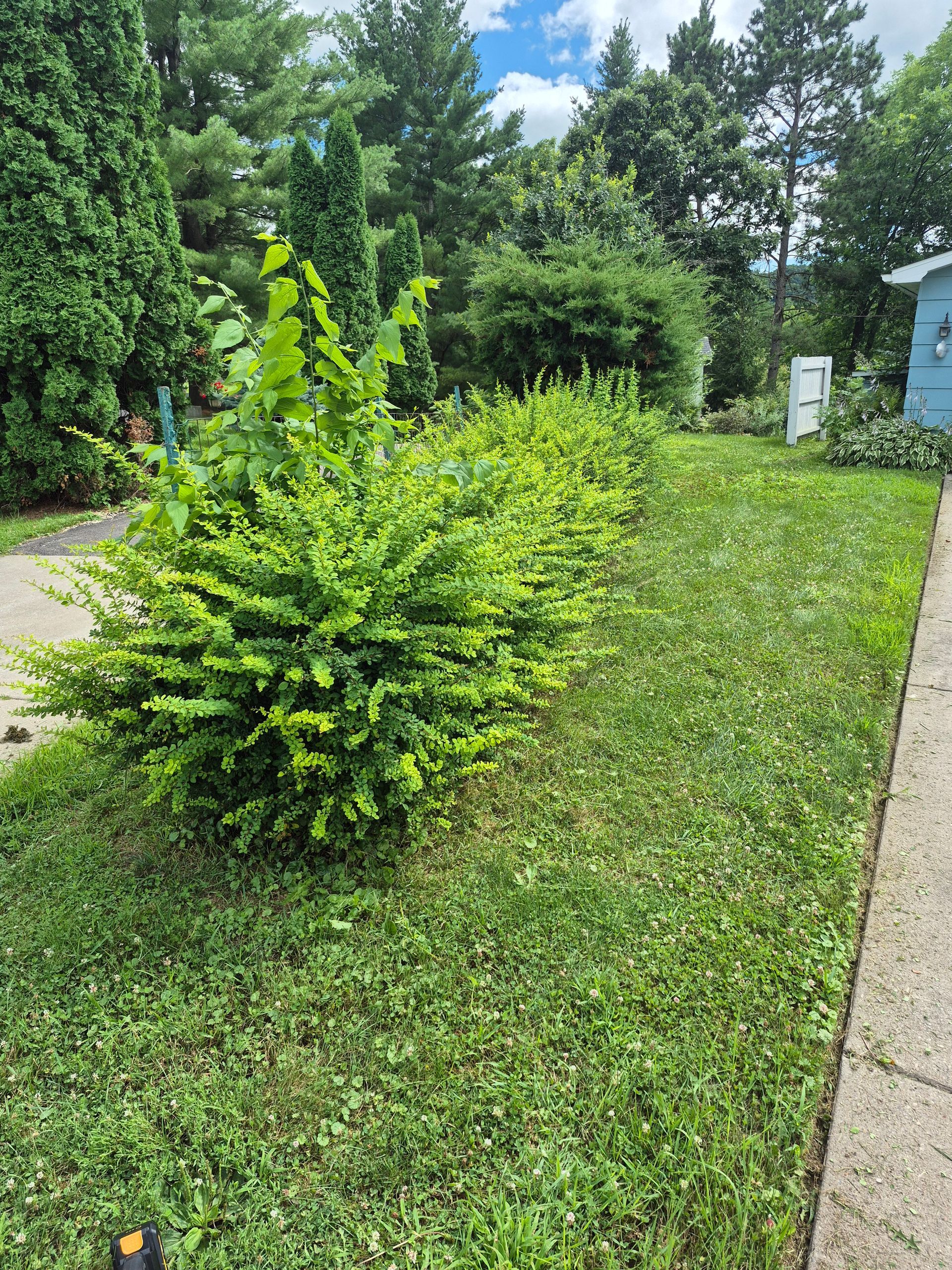 Tree pruning