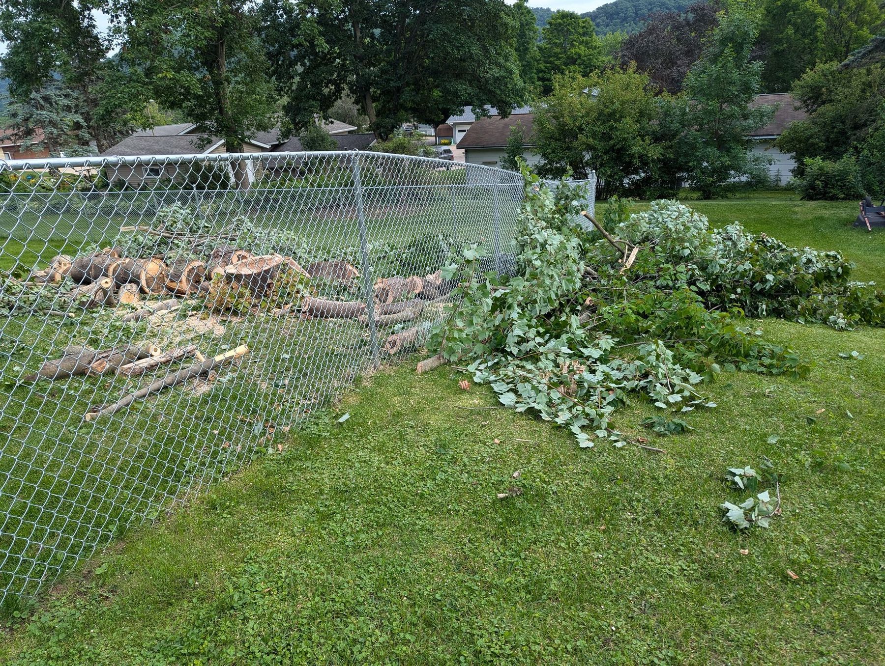 Tree services