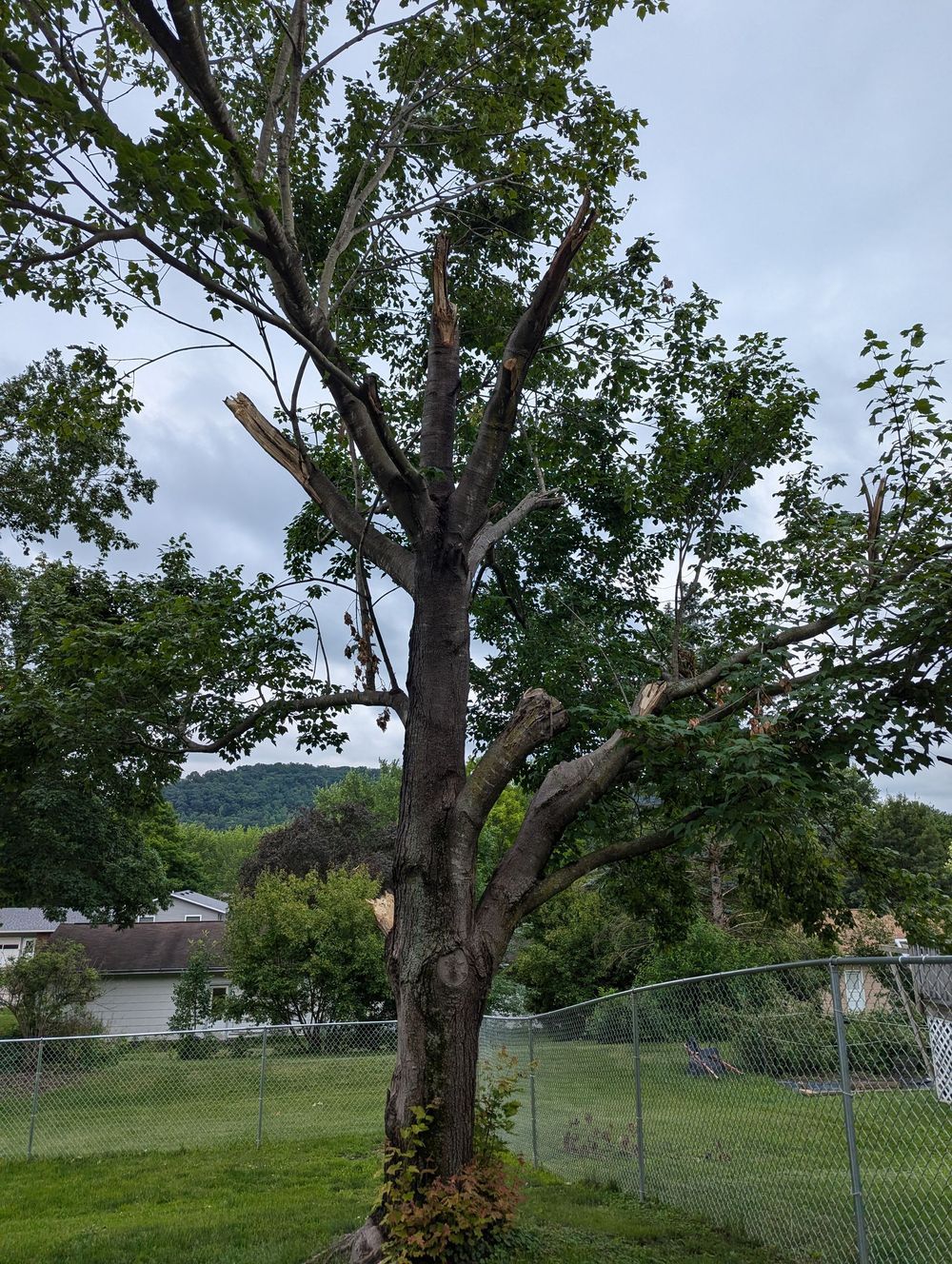 Tree trimming