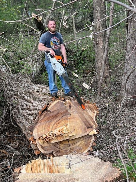 Cutting big tree