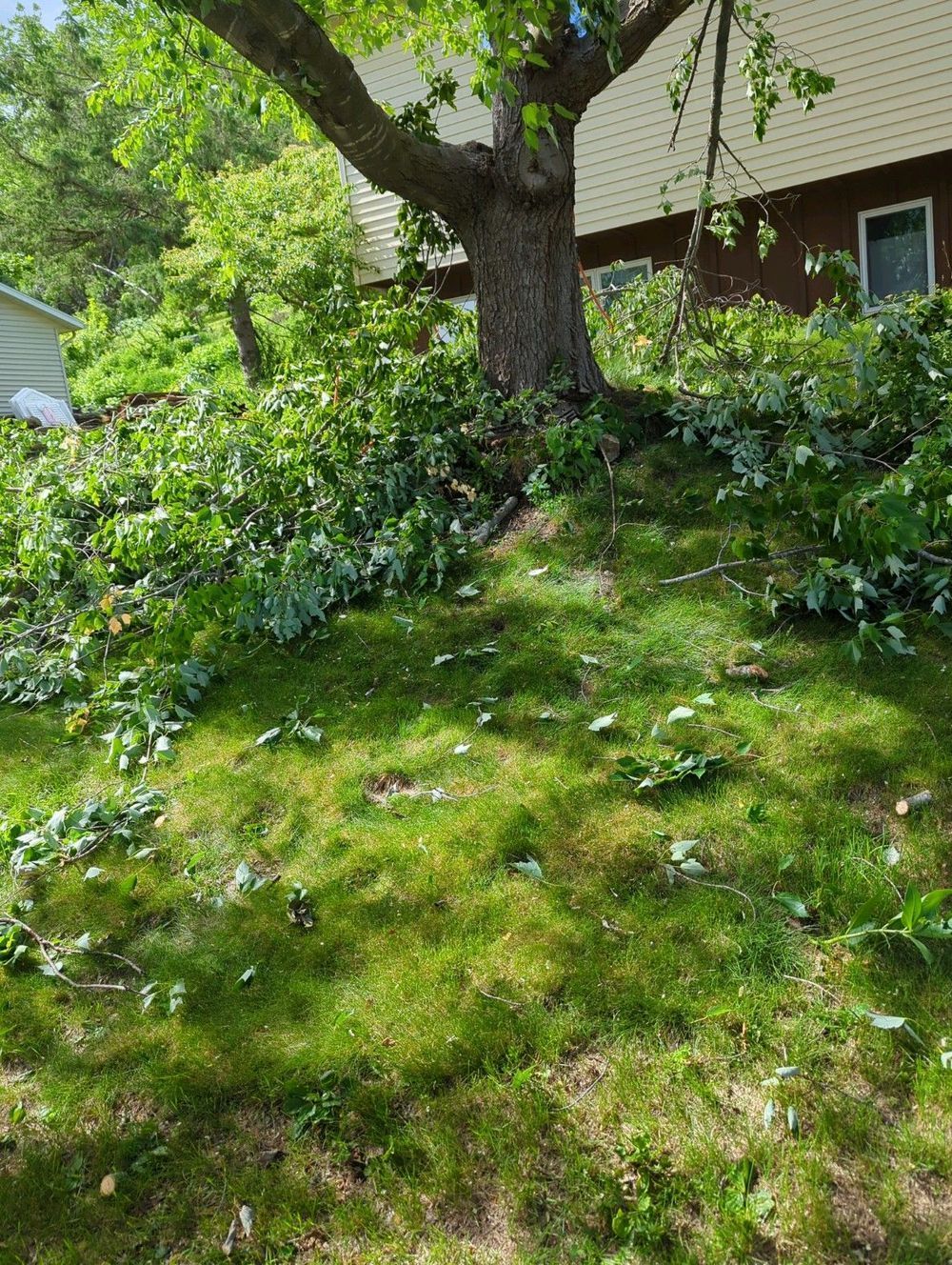 Tree trimming