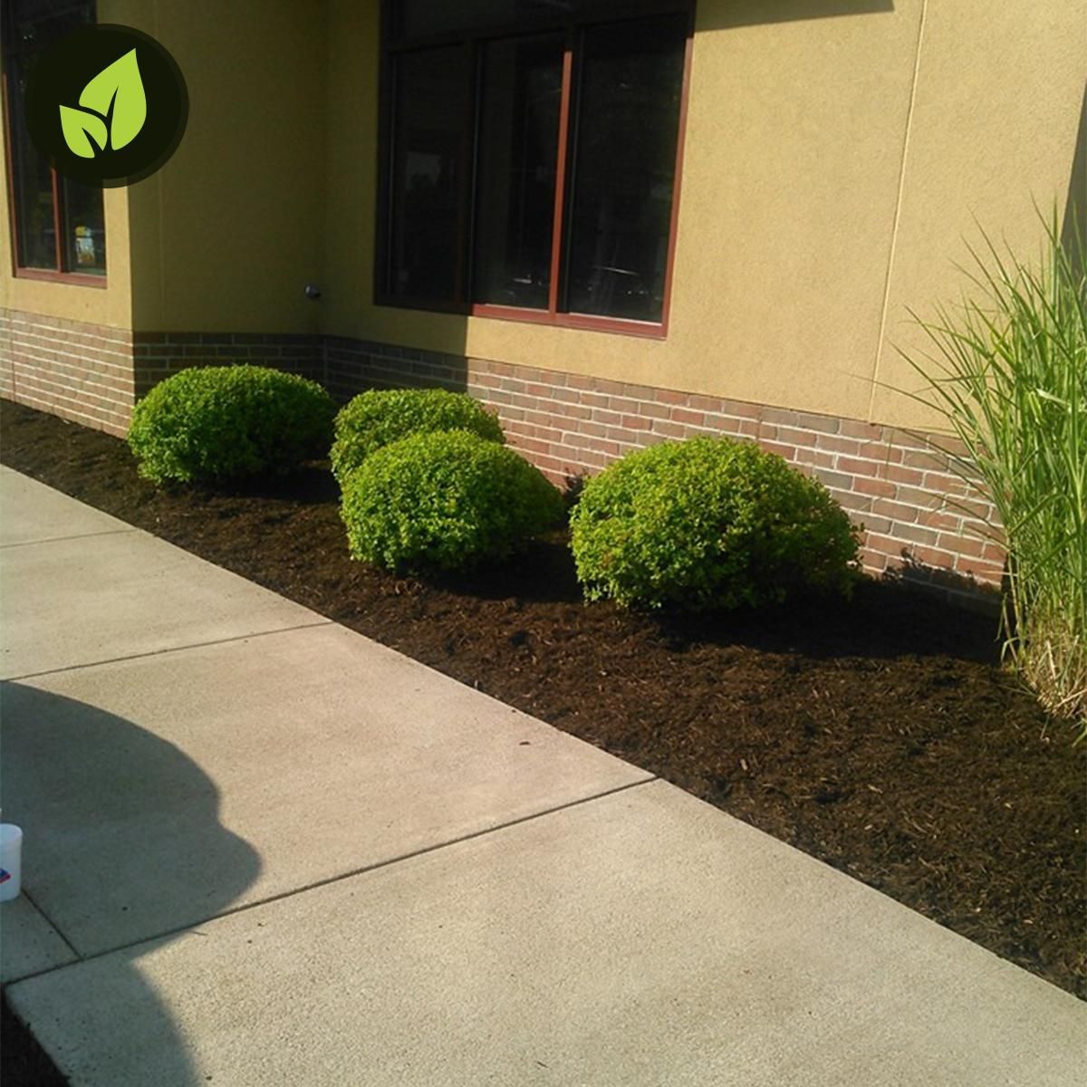 Shrubs along a building sidewalk beside tan siding and dark windows