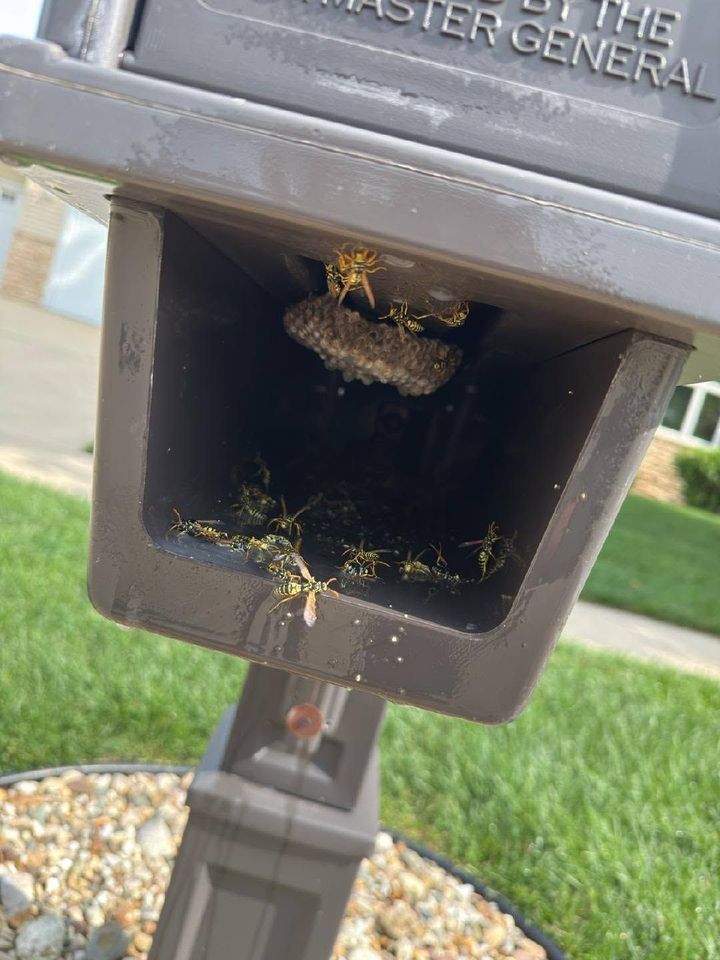 Close-up of a weathered black mailbox with a bee nest inside the opening.