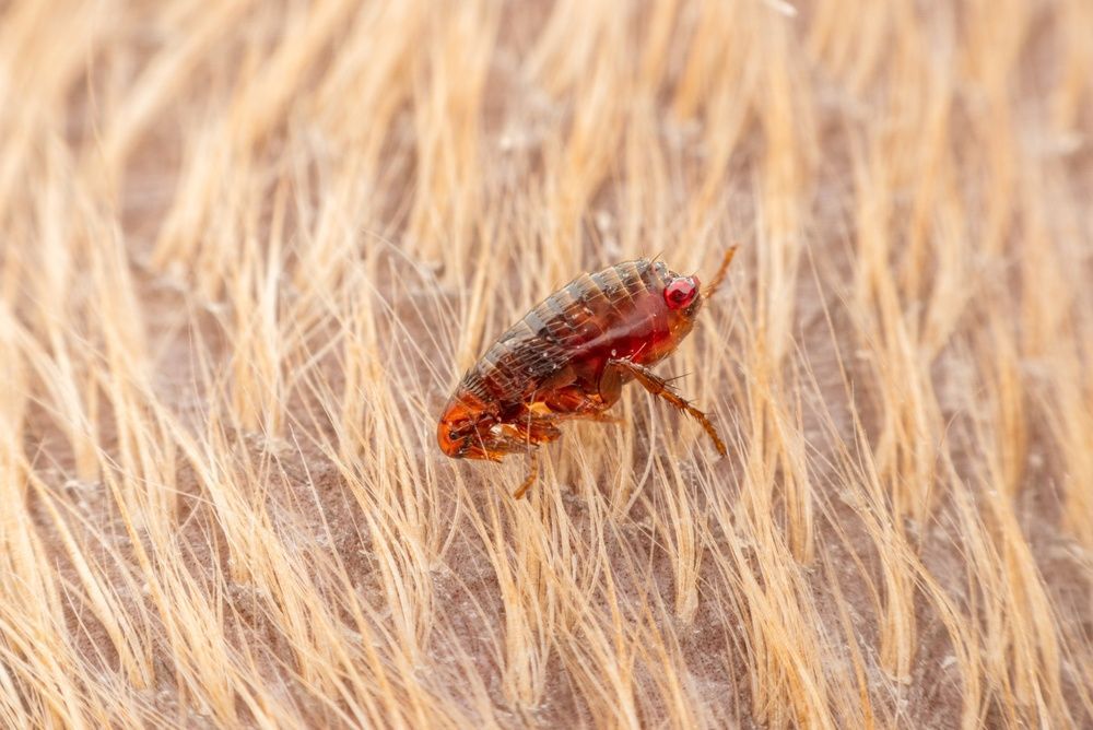 Small reddish-brown insect on tan fur or hair close-up