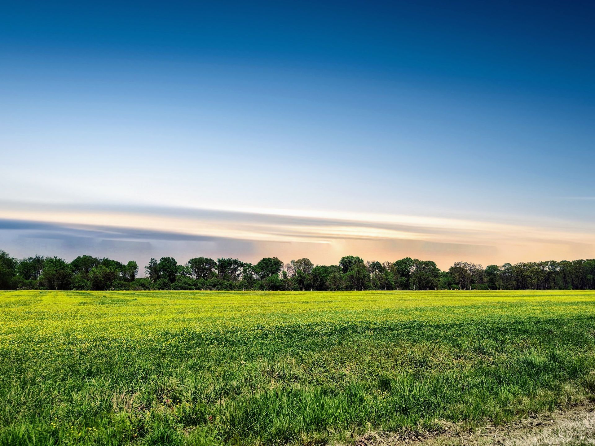 Green field with yellow wildflowers beneath a blue sky and distant trees