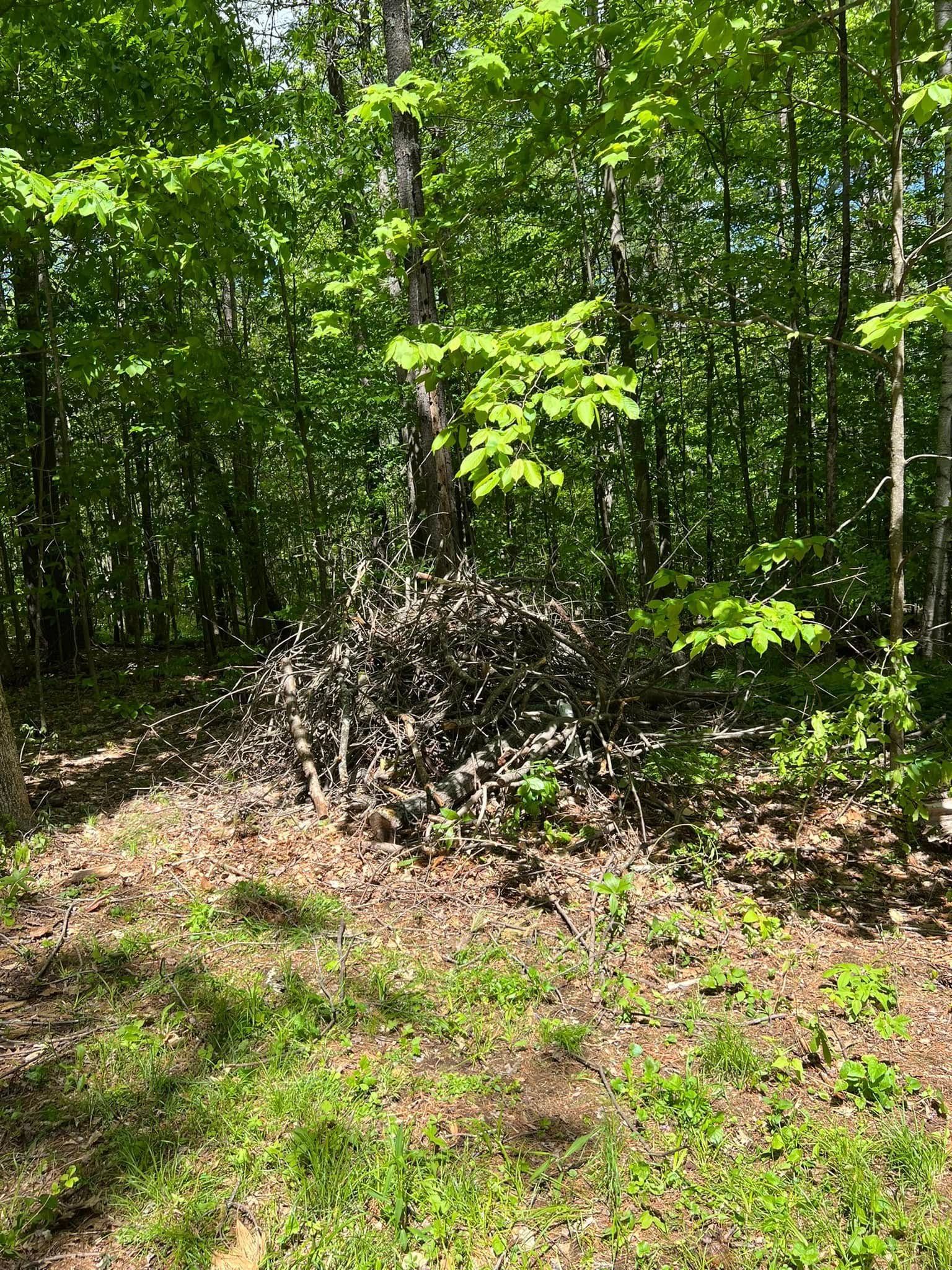 Sunlit wooded area with dense green trees and a patch of bare ground and grass in the foreground