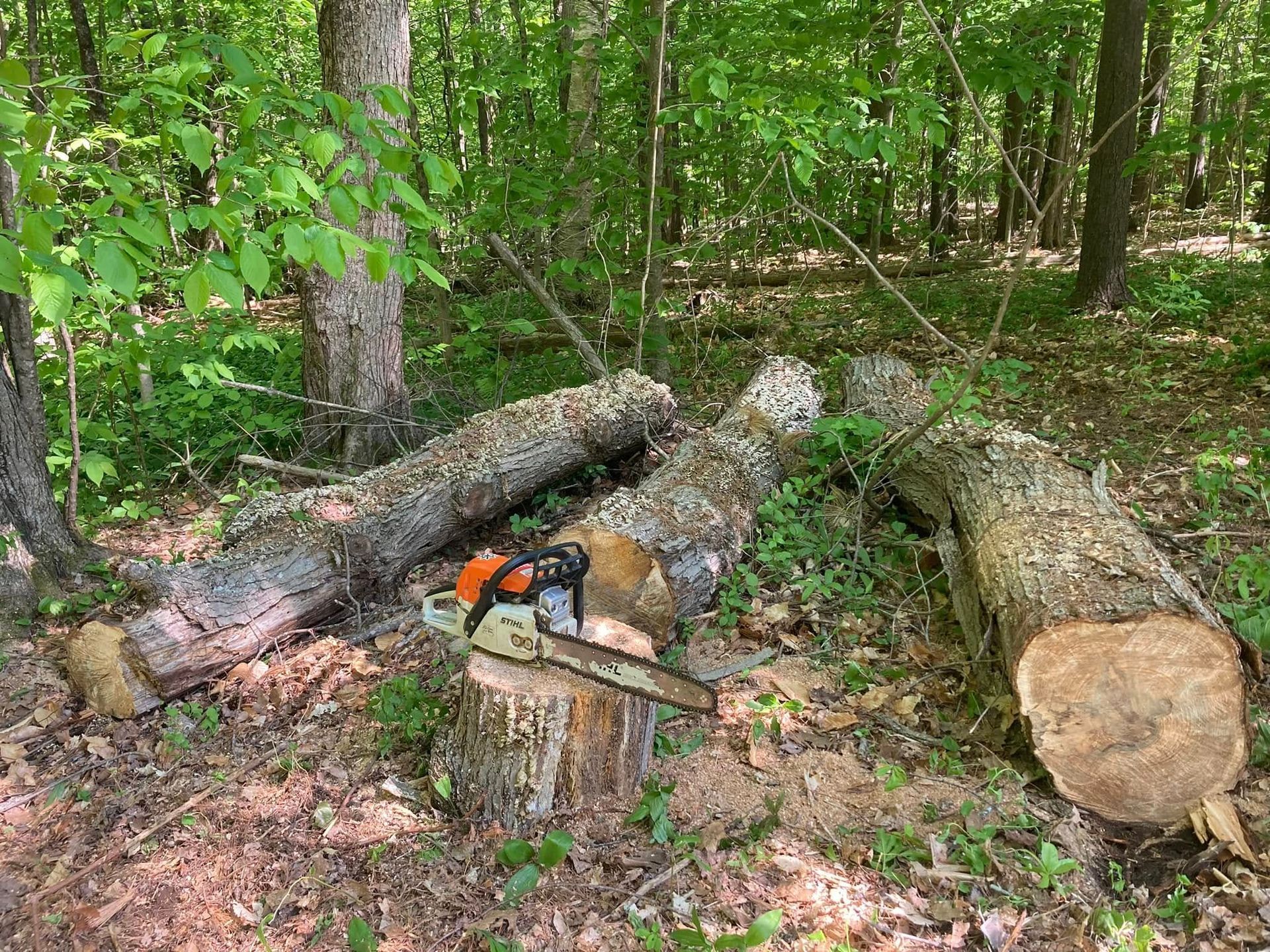 Chainsaw resting on a stump beside cut logs in a wooded forest clearing.