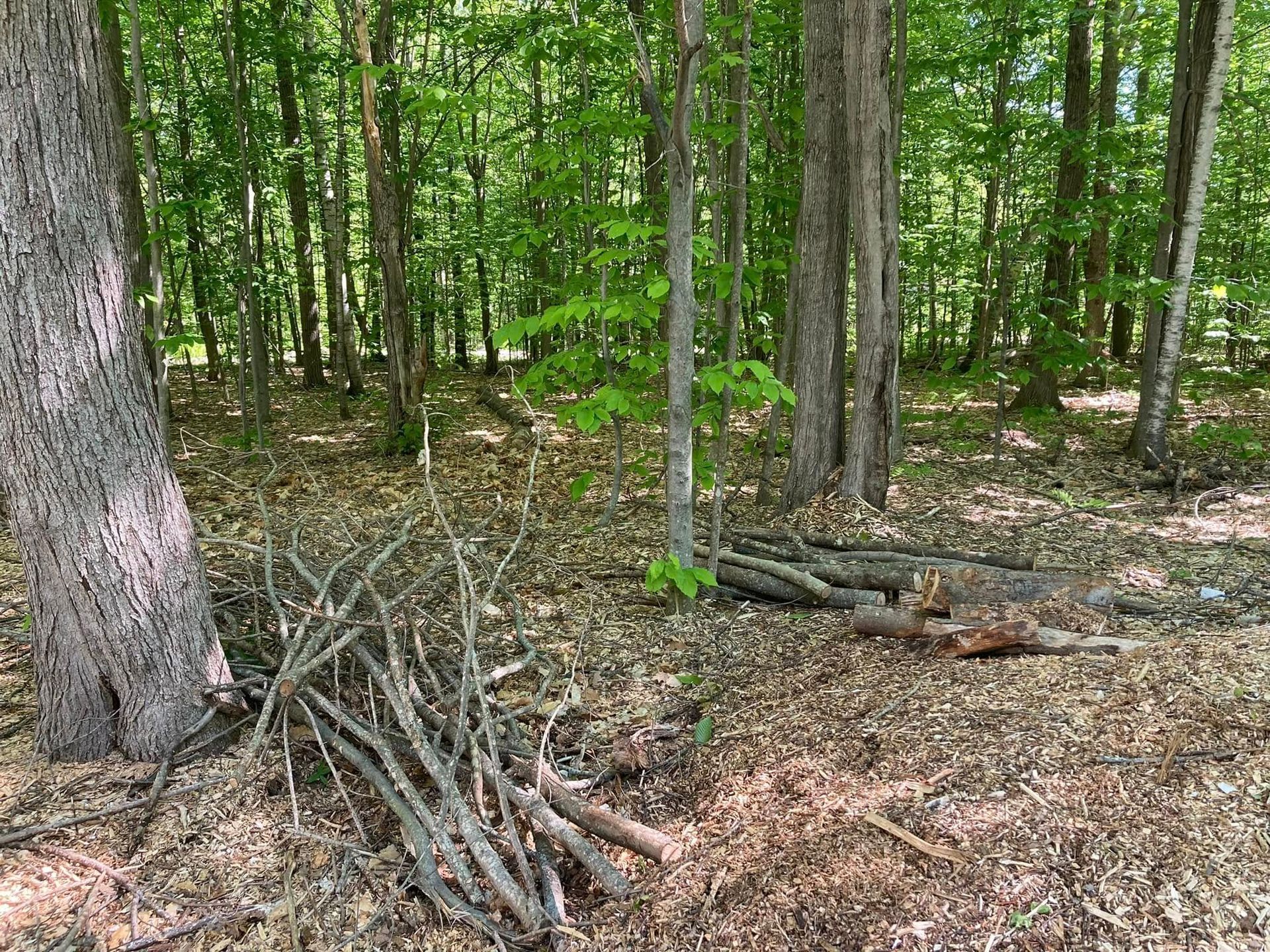 Wooded forest clearing with stacked branches and fallen logs amid tall green trees