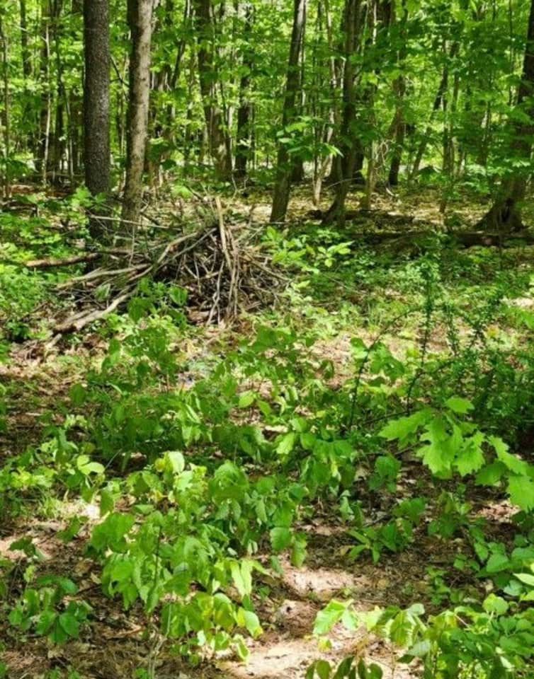 Sunlit forest with dense green undergrowth and a small pile of branches in the center