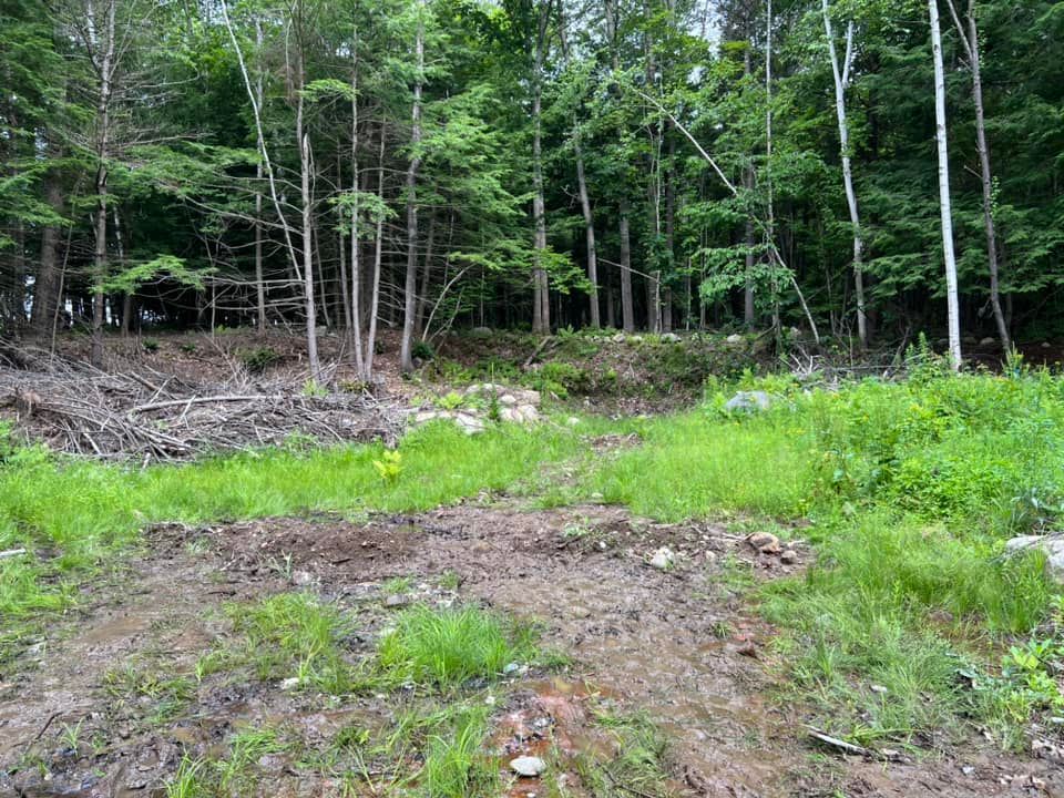 Clearing in a green forest with scattered grass and trees in the background