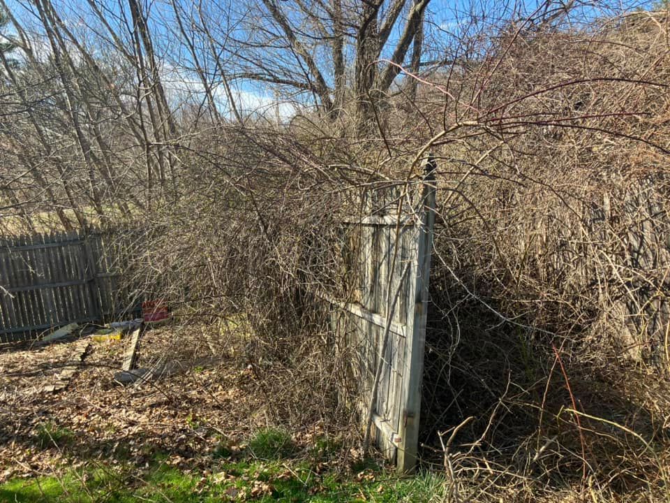 Leafless tree and tangled brush beside a weathered wooden fence in a sunny yard.