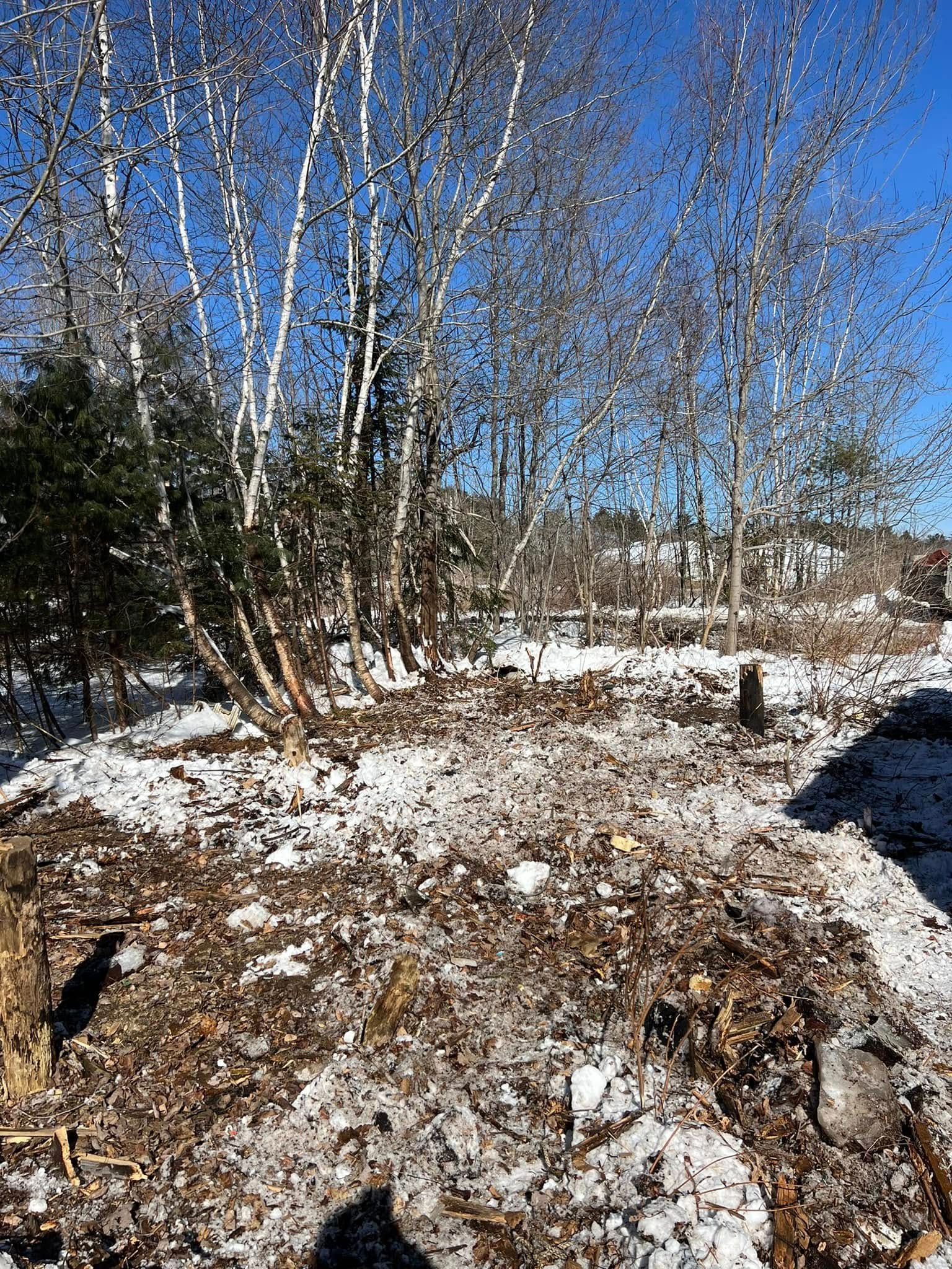 Snow-dusted rocky hill with leafless birch trees under a clear blue sky