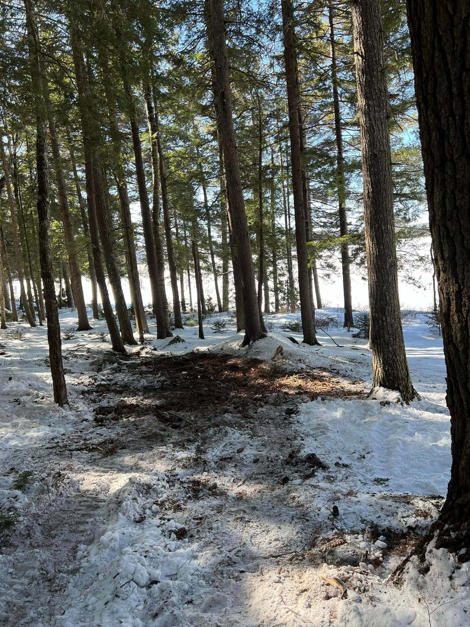 Snowy forest path among tall evergreen trees, with sunlight filtering through the woods.