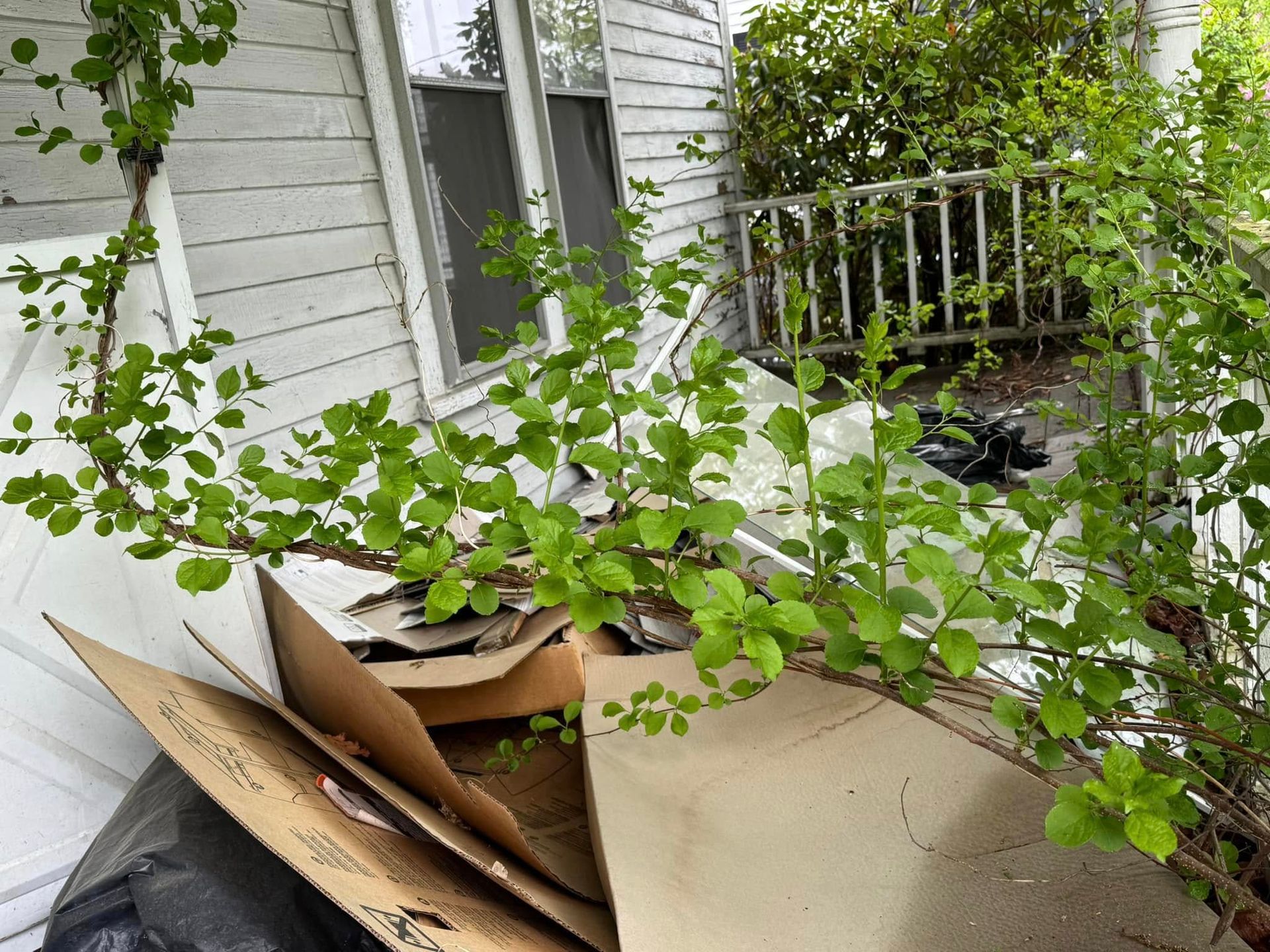 Cardboard boxes and green branches piled beside a white house and porch railing.