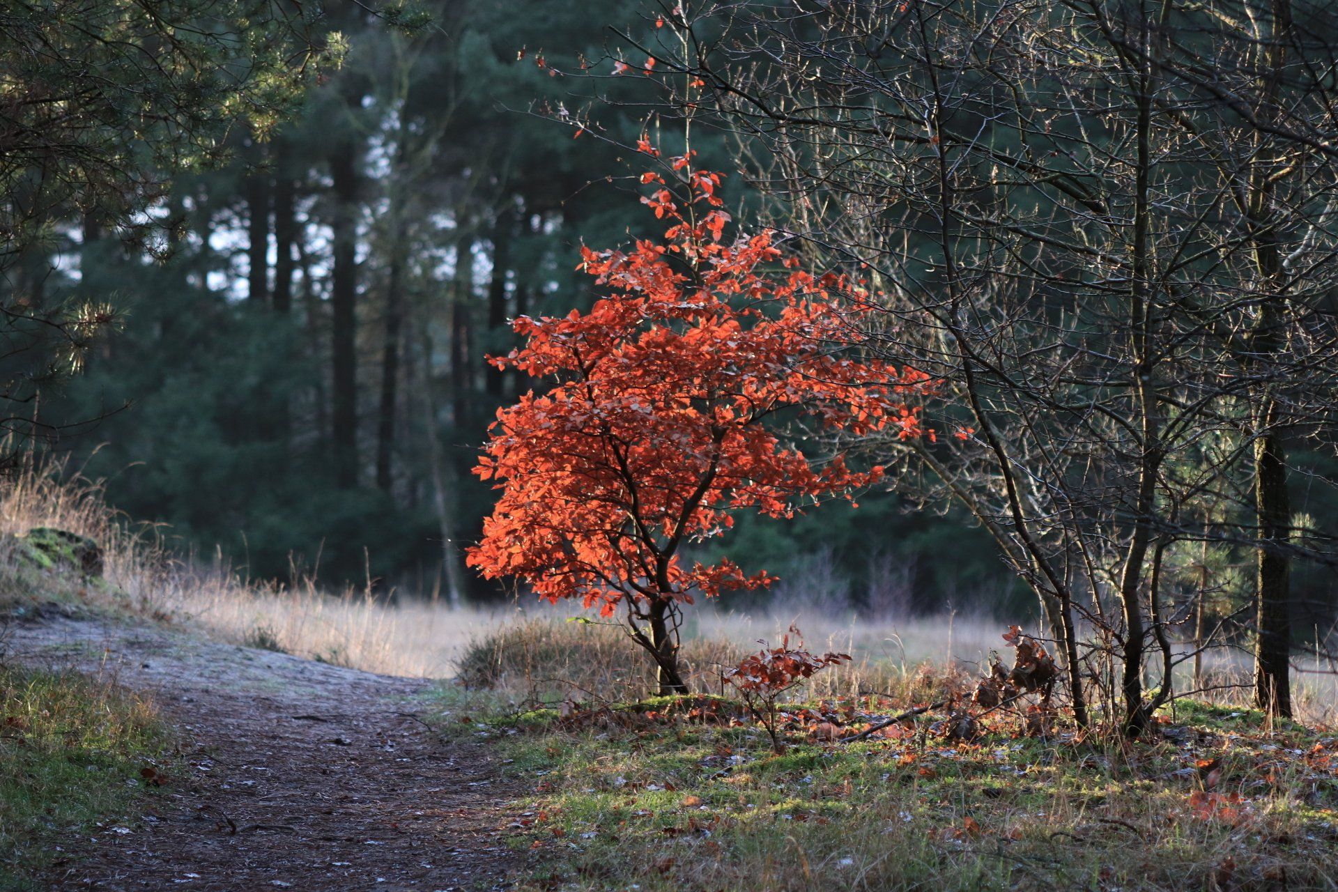 natuur, herfst, hardlopen, gezond, medicijn