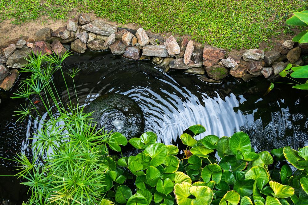 A small pond surrounded by plants and rocks in a garden.