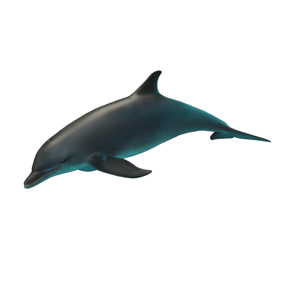 Un dauphin en 3D