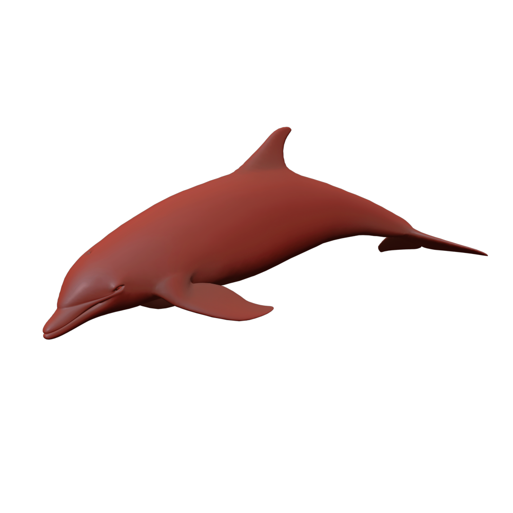 modélisation d'un dauphin