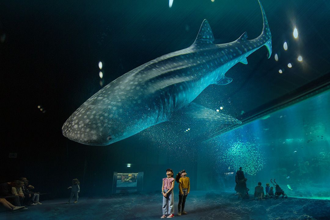 Un couple de personnes avec des Hololens debout devant un requin baleine dans un aquarium.