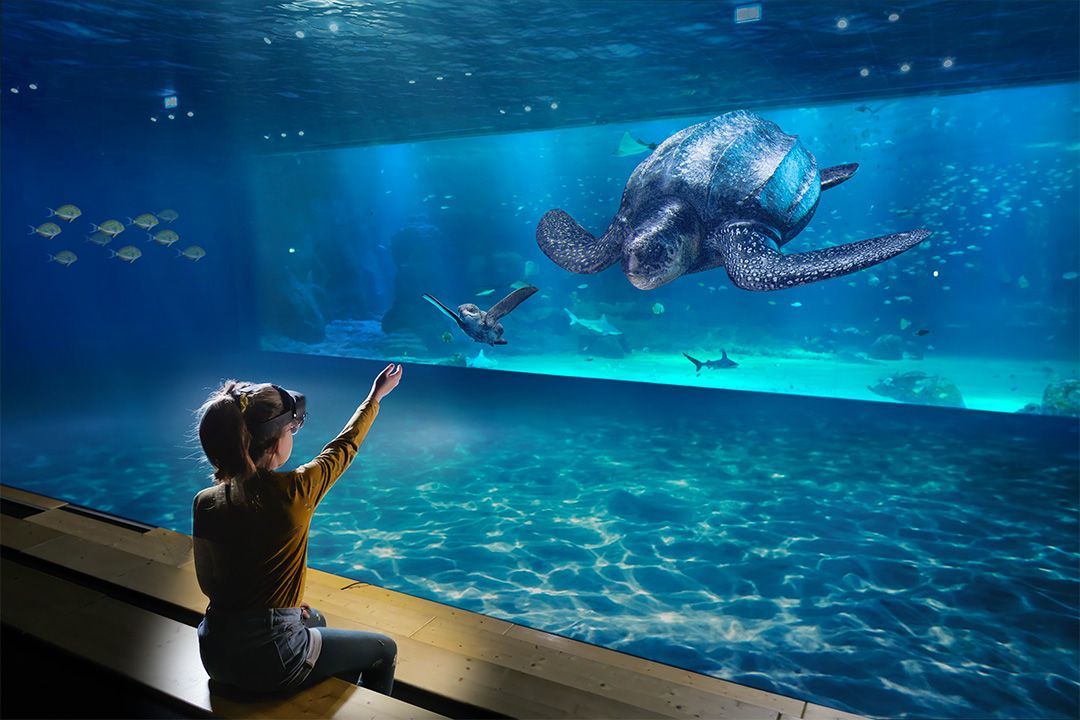 Tortue-GrandLarge