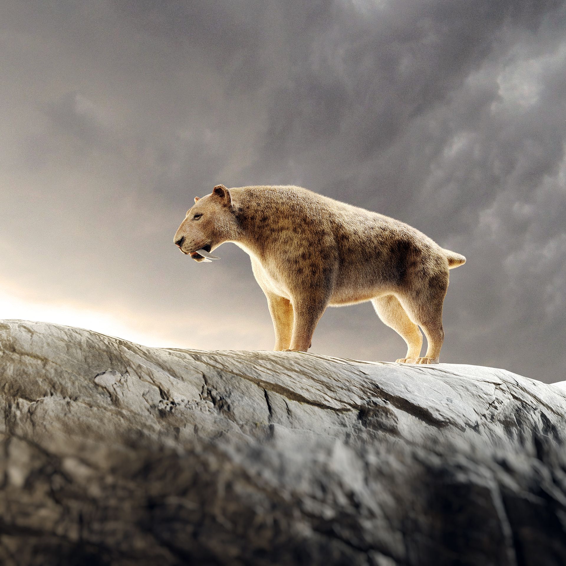 Un thylacine debout au sommet d'une colline rocheuse